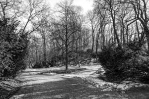 panorama dentro a parque dentro cedo Primavera com Derretendo branco neve em uma ensolarado fevereiro dia foto