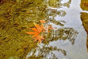 outono colori folha deitado em limpar \ limpo frio água foto