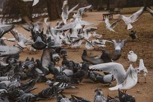 pássaros, pombos e andorinhas durante inverno alimentando dentro uma parque dentro Polônia foto