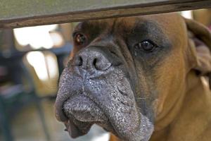 Castanho cabeça cachorro criador boxer olhando através uma de madeira cerca foto