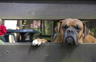 Castanho cabeça cachorro criador boxer olhando através uma de madeira cerca foto