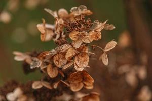 Castanho murcha ornamental flores dentro a jardim em uma legal outono dia foto