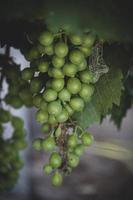 maduro grande verde uvas em a videira em uma caloroso dia foto