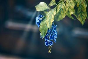 florescendo colorida plantas a partir de a histórico distrito do alicante Espanha dentro fechar-se em uma verão dia, foto