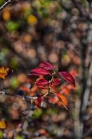 vermelho outono folhas em uma pequeno árvore foto