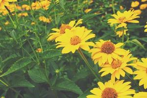 amarelo flores crescendo dentro a jardim entre verde folhagem fundo em uma caloroso verão dia dentro fechar-se foto