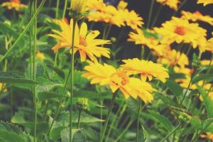 amarelo flores crescendo dentro a jardim entre verde folhagem fundo em uma caloroso verão dia dentro fechar-se foto
