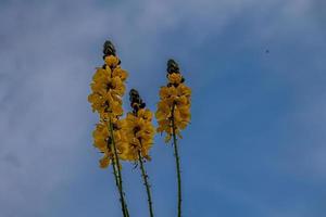 amarelo flores contra a azul céu dentro a verão jardim foto