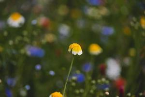 flores silvestres dentro uma Prado fechar-se dentro Europa em uma caloroso verão dia foto