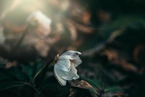 branco bruxa avelã dentro uma parque em uma ensolarado Primavera dia dentro Polônia foto