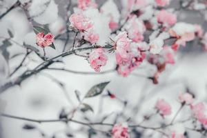 Rosa rosa com branco neve dentro a jardim em uma gelado dia foto