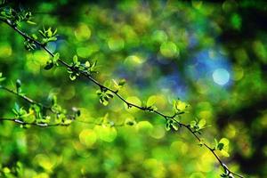 galho com jovem fresco Primavera verde folhas em uma caloroso ensolarado dia foto