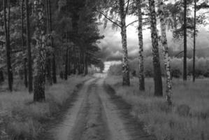 Primavera país estrada através uma verde floresta foto