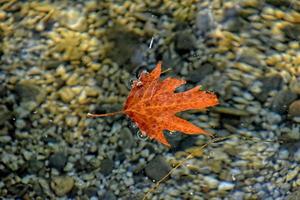outono colori folha deitado em limpar \ limpo frio água foto