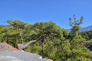 lindo Visão do a turco montanhas coberto com verde floresta em uma verão dia, foto