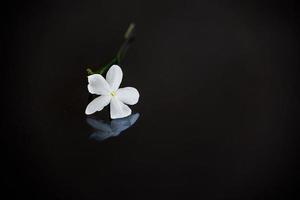 fechar-se lindo pequeno delicado solteiro jasmim flor para fundo foto