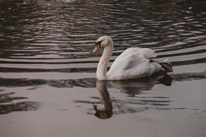 branco cisne pássaro flutuando em Sombrio água foto