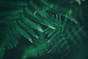 original verde samambaia folhas em uma Sombrio fundo dentro a floresta em uma verão dia foto