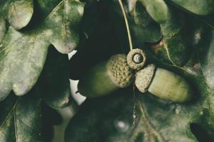 verde outono nozes em a ramo do a carvalho entre a folhas foto