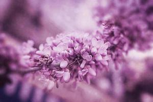 lindo tolet florescendo jacarandá árvore em uma caloroso Primavera dia dentro Espanha foto