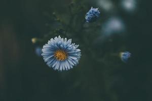 último outono azul flores em uma verde fundo dentro a jardim fechar-se foto