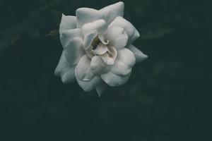 branco pequeno rosa em a arbusto dentro a jardim foto