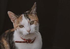 lindo retrato do uma branco cinzento vermelho cabelos gato em uma Preto fundo foto