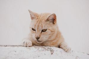 retrato do uma vermelho gato em uma luz construção fundo foto