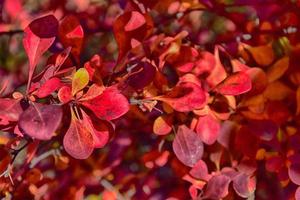 vermelho outono folhas em uma pequeno árvore foto