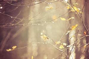 outono galhos do uma árvore vestido dentro folhas e pingos de chuva brilhando dentro a Sol foto