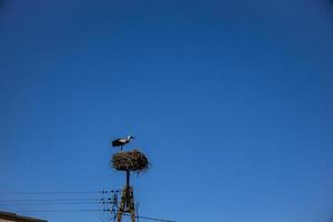 livre pássaros cegonhas em uma fundo do a azul céu dentro voar brigando para gniazo dentro a Primavera foto