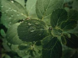 verão plantar com pingos de chuva em verde folhas foto