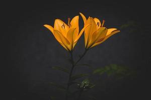 ampla lírio flor em uma Sombrio fundo dentro a jardim em uma verão dia foto