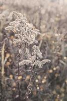 murcha flores dentro uma Prado em uma frio outono dia dentro fechar-se foto