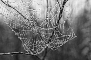 outono aranha rede dentro a névoa em uma plantar com gotas do água foto