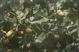 verde outono nozes em a ramo do a carvalho entre a folhas foto