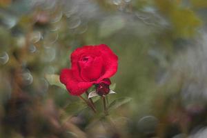 vermelho rosa dentro a verão jardim em uma Sombrio fundo foto