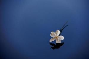 fechar-se lindo pequeno delicado solteiro jasmim flor para fundo foto