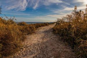 panorama areia estrada em a Beira Mar entre florescendo ampla gramíneas às pôr do sol foto