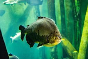 pequeno peixe animal natação dentro a aquário do a jardim zoológico do Zaragoza dentro Espanha em uma Sombrio fundo foto