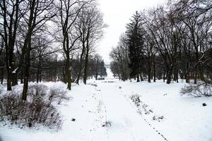 caminho dentro a parque dentro Varsóvia Polônia em uma Nevado inverno dia foto