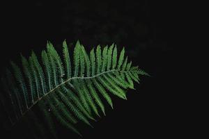 original verde samambaia folhas em uma Sombrio fundo dentro a floresta em uma verão dia foto