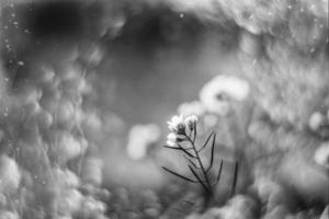 pequeno delicado outono flores dentro a jardim em uma fundo com bokeh foto