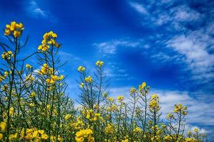 pitoresco Primavera panorama com azul céu e verde Campos foto