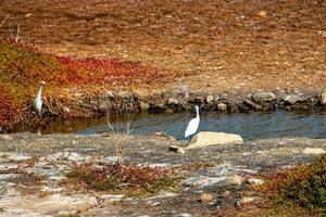 natural cenário lago em a espanhol canário ilha vovó canaria dentro maspalomas com água, dunas plantas e selvagem pássaros foto