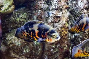 pequeno peixe animal natação dentro a aquário do a jardim zoológico do Zaragoza dentro Espanha em uma Sombrio fundo foto