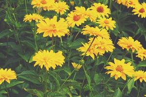 amarelo flores crescendo dentro a jardim entre verde folhagem fundo em uma caloroso verão dia dentro fechar-se foto