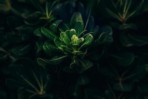 verde folhas com Sol raios fechar-se contra uma jardim fundo foto