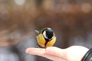 pássaro titmouse comendo inverno sementes a partir de a mão do uma homem foto