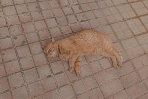 gengibre gato descansando em a concreto calçada em uma caloroso tarde foto